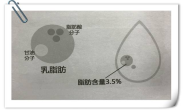沒奶味 沒有奶皮子？答案都在乳脂中